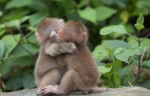 Две обезьянки сидят обнявшись